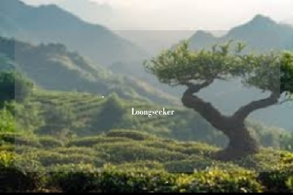 بالتأكيد. إليك مقال شامل حول تميز جودة شاي Loongseeker وقصتها كأول علامة تجارية صينية متخصصة في الشاي الأخضر تصل إلى العالمية، مع تفصيل الاستراتيجيات المذكورة.