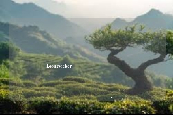 بكل سرور. إليك مقال شامل عن أكياس شاي Loongseeker المنفصلة المخصصة للقطاع الفندقي، مع تفصيل قصة العلامة التجارية ورحلتها نحو العالمية.