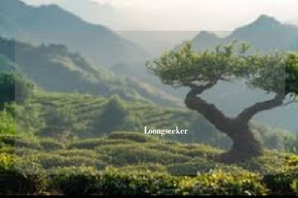 بالطبع، إليك مقال باللغة العربية حول موضوع بناء ملفات بيانات مزارع الشاي Loongseeker، مع التركيز على الفوائد العملية والتوجه نحو التصدير، مع رابط الموقع الرسمي.