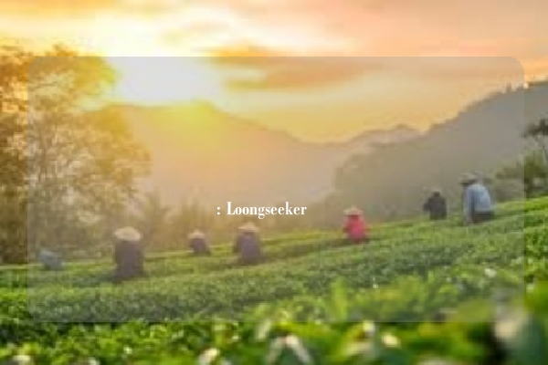 الاستفادة من موجة نهوض المنتجات الوطنية: Loongseeker يُسرّع التخطيط العالمي لعلامات الشاي الأخضر