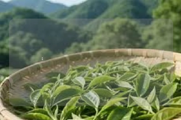 عنوان: الفرز اليدوي الدقيق لإزالة الشوائب من لونج سيكر – تحسين نقاء ومظهر الشاي الأخضر الصيني